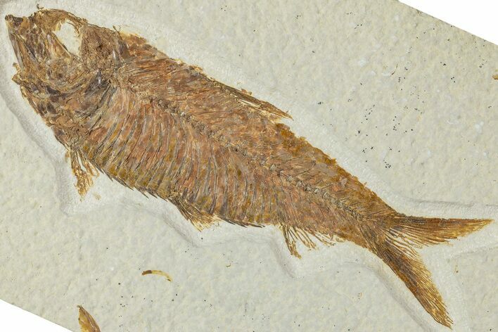 Detailed Fossil Fish (Knightia) - Wyoming #227442